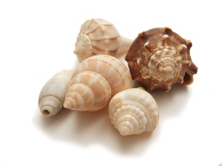 Five seashells with spirals from Florida