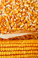Corn ear