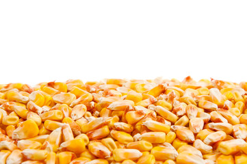 Corn kernels
