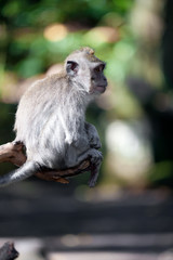 Sweet Little Monkeys - The Everyday Life