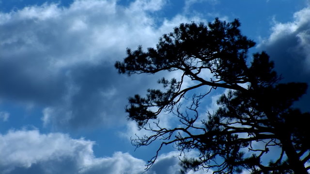 pine on the wind