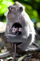 Sweet Little Monkeys - The Everyday Life