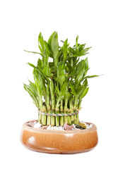 bamboo in the pot