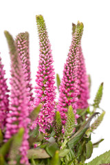 pink flowers