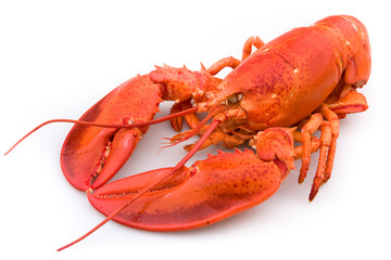 Lobster - 36775864