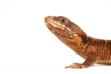 Fototapeta premium Eidechse