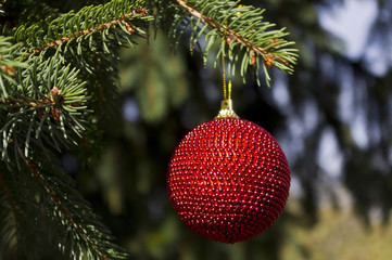Fototapeta na wymiar Christmas ball in tree