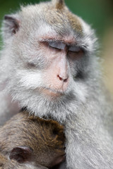 Sweet Little Monkeys - The Everyday Life