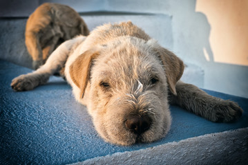lazy dog