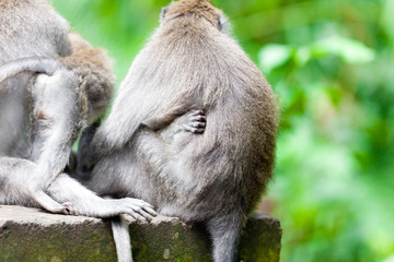 Sweet Little Monkeys - The Everyday Life