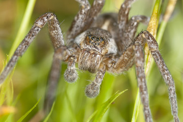 Wolf spider among moss, macro photo