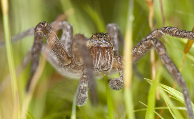 Wolf spider among moss, macro photo