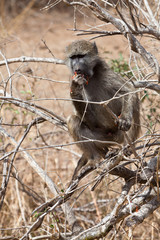 Baboon sitting in a tree