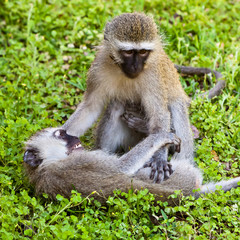 Two monkey playing on the ground