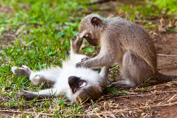 Two monkey playing on the ground