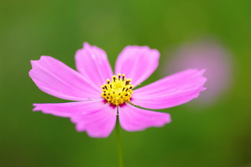 Fototapeta premium コスモス