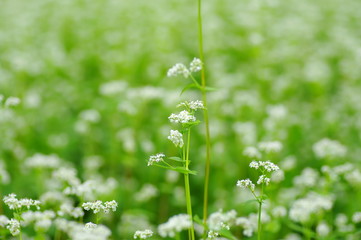 そばの花