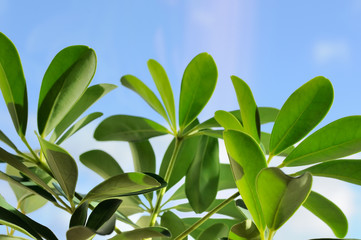 Green Leaves on Blue Sky Background