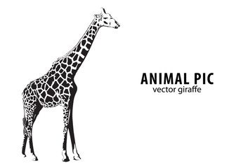 Obraz premium Vector giraffe