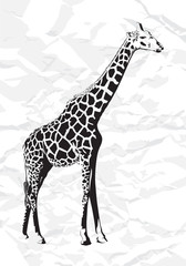Vector giraffe