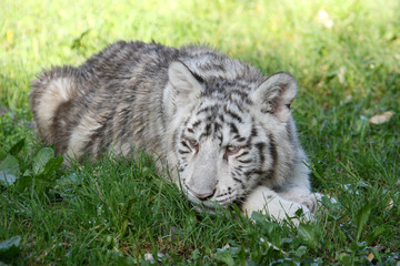 tigre blanc 5 mois