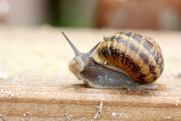 Escargot