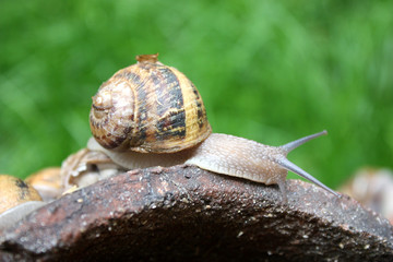 Escargot