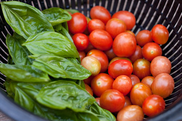 Fresh Picked Grape Tomatoes and Green Basil