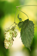 beautiful green hop on green background