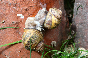 Escargot accouplement