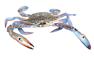 Blue crab isolated on white background