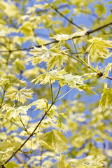 green leaves