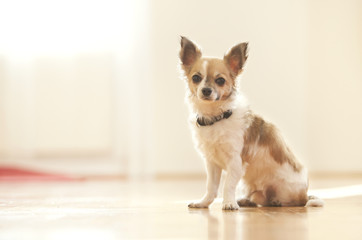 Young chihuahua puppy - 36783098