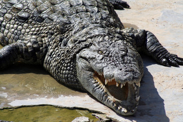 Crocodile closeup.