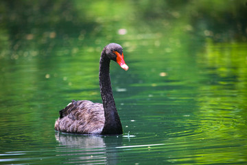 Black swan with a red beak In The Pond