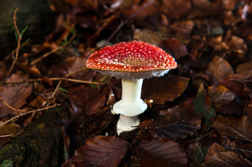 Amanita muscaria