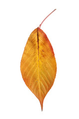 Autumn leaf isolated on white background
