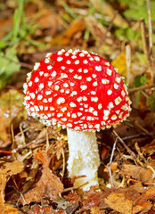 Fly agaric in woodland