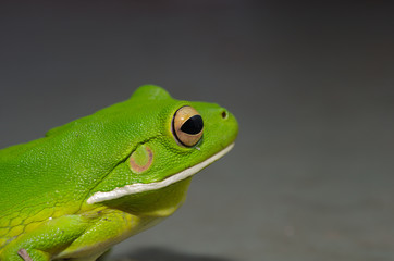 グリーンフロッグ　横顔