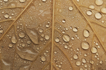 water drops of autunm leaves