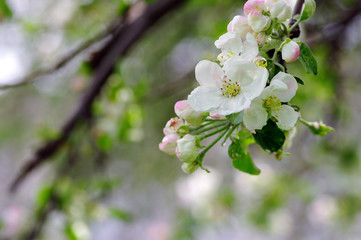 White and pink apple flowers
