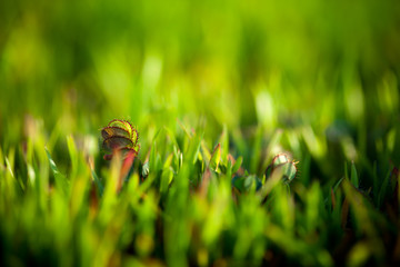 Small flower in grass