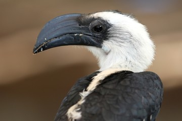 Hornbill Bird
