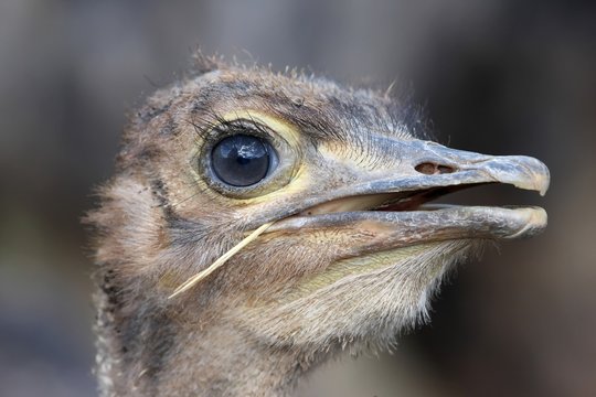 Young Ostrich Bird Portrait