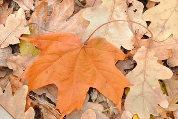 dry maple leaf