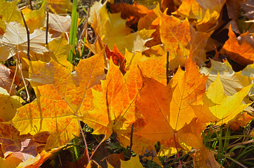 Herbst: Leuchtende Ahornblätter im Gegenlicht