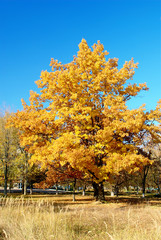 tree with yellow leaves