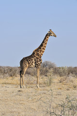 Giraffe