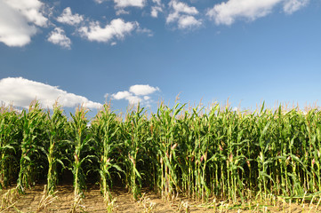 Corn field