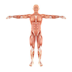 Man muscles anatomy system isolated on white background
